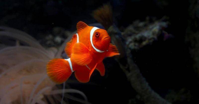 Freepik/kuritafsheen77